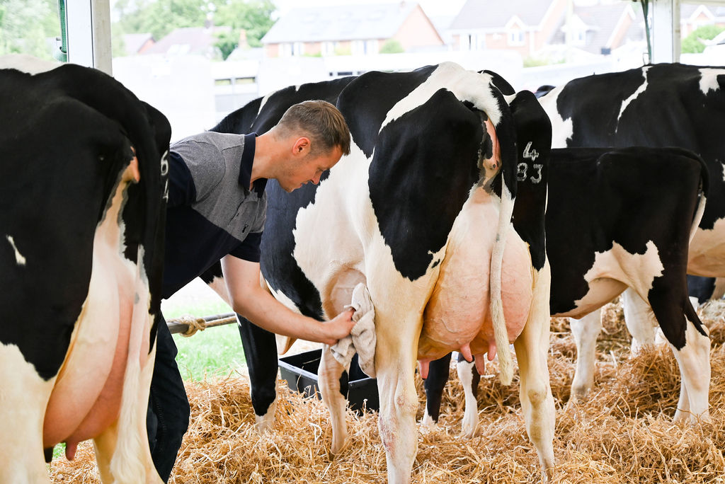 Goosnargh & Longridge Agricultural Show - Cattle